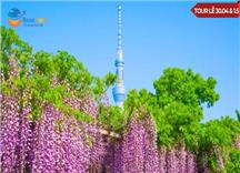 Tour Nhật Bản Lễ 30/4: Khám Phá Hokkaido Mùa Hoa Anh Đào
